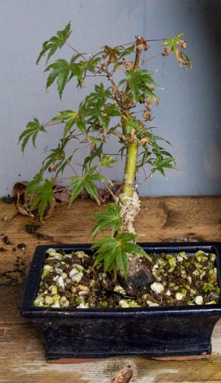 Pre-bonsai Acer, Bloeit niet, Halfschaduw, Overige soorten, Minder dan 100 cm