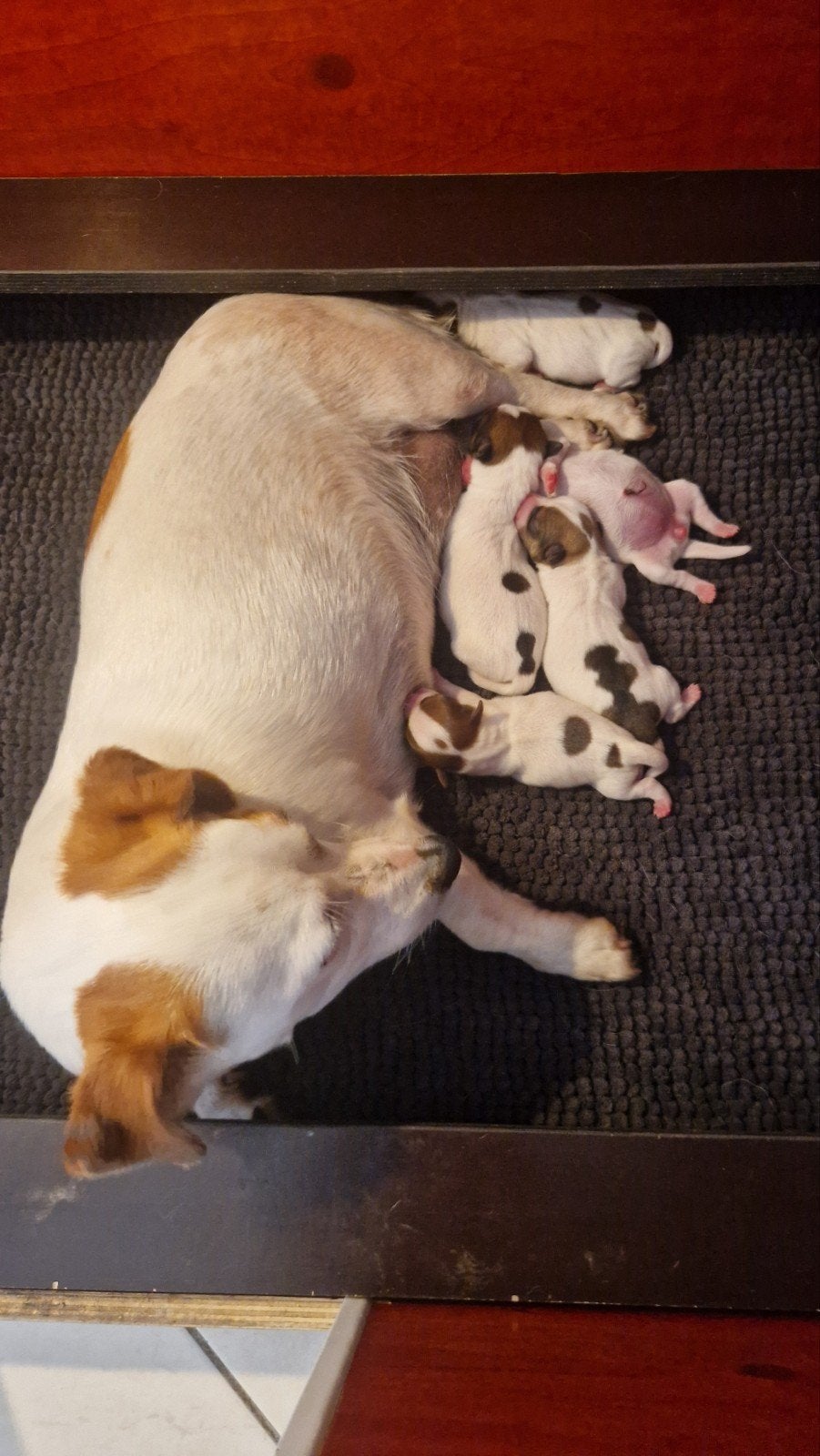 Mooie Jack Russell pups, Jack Russell Terriër, 8 tot 15 weken, Meerdere, Meerdere dieren