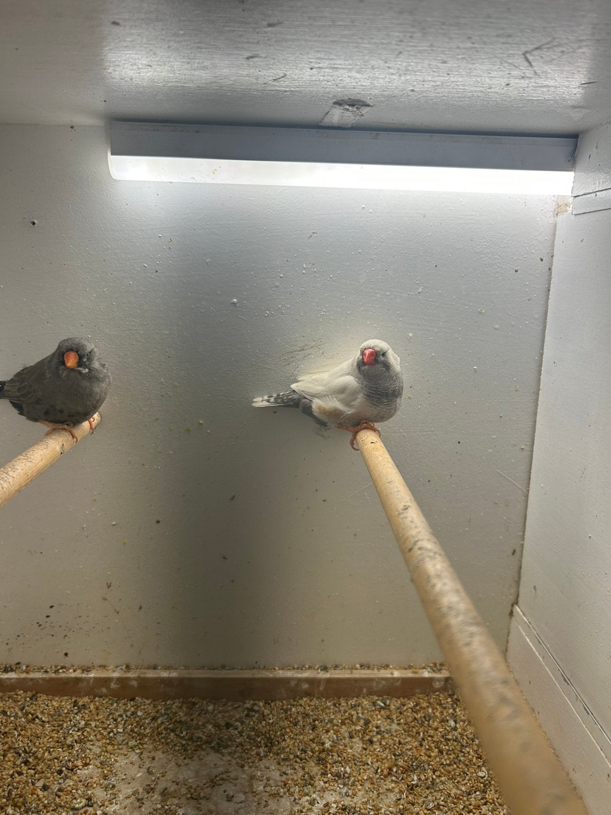 1-1 charcoal, Meerdere dieren