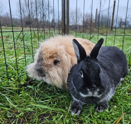 Mount & Fuji zoeken een nieuw huisje!, Meerdere dieren, Klein, 3 tot 5 jaar
