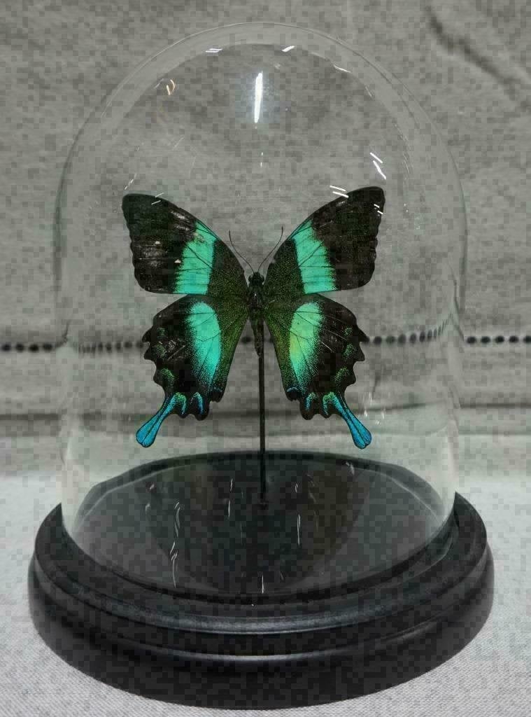 ACTIE > Vlinder in Stolp papilio blumei/ulysses of Caligo vl, Verzamelen, Dierenverzamelingen, Ophalen of Verzenden, Nieuw, Insect
