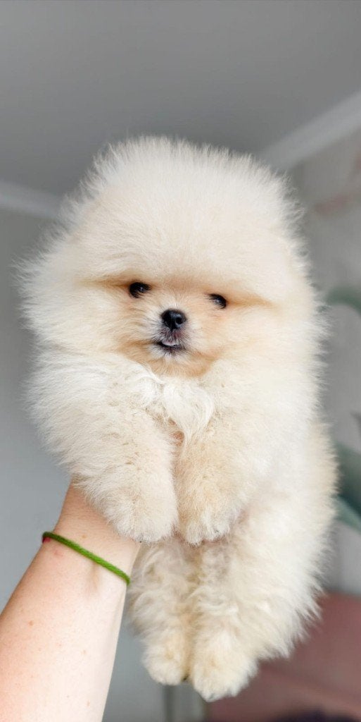 Pomeriaan pup reutje Cream Bear type – te reserveren, Keeshond, Reu, 8 tot 15 weken, Buitenland