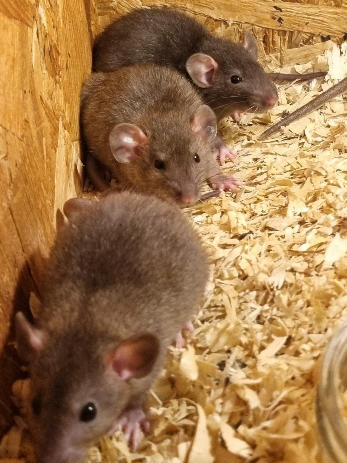 Schattige Dumbo Rittens, Dieren en Toebehoren, Rat, Mei, Meerdere dieren, Tam