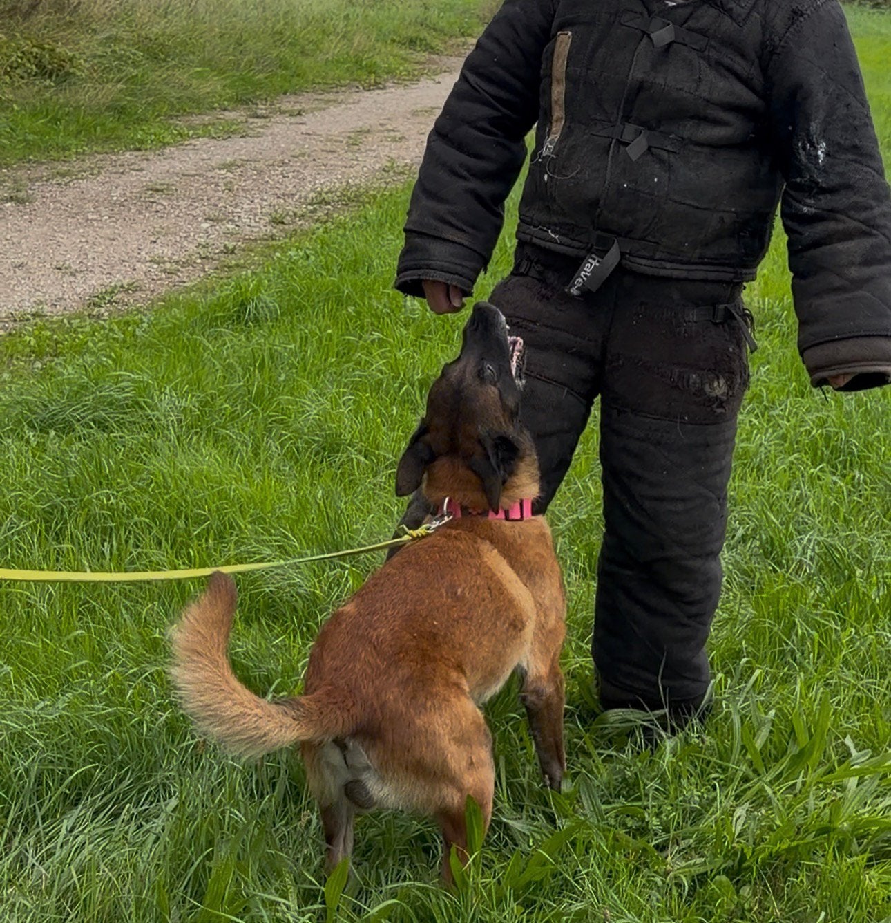 DEKREU BESCHIKBAAR – BELGISCHE HERDER MECHELSE HERDER, 6 jaar of ouder, Reu, Eén hond, CDV (hondenziekte)