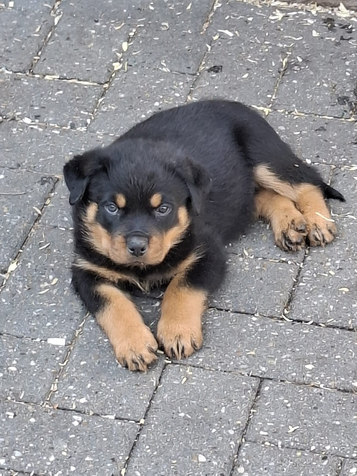 Rottweiler pup (reu), Dieren en Toebehoren, Reu, 8 tot 15 weken, Eén hond, Rottweiler
