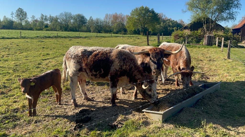 Longhoorm texas, engelse longhoorn, koe, met hoorns, kalf, Meerdere dieren, 0 tot 2 jaar