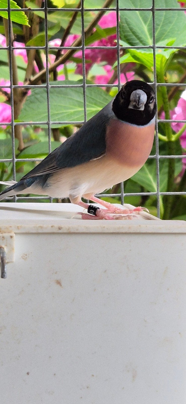 Prachtig koppel gouldamadine blauwe pop gele man, Dieren en Toebehoren, Meerdere dieren