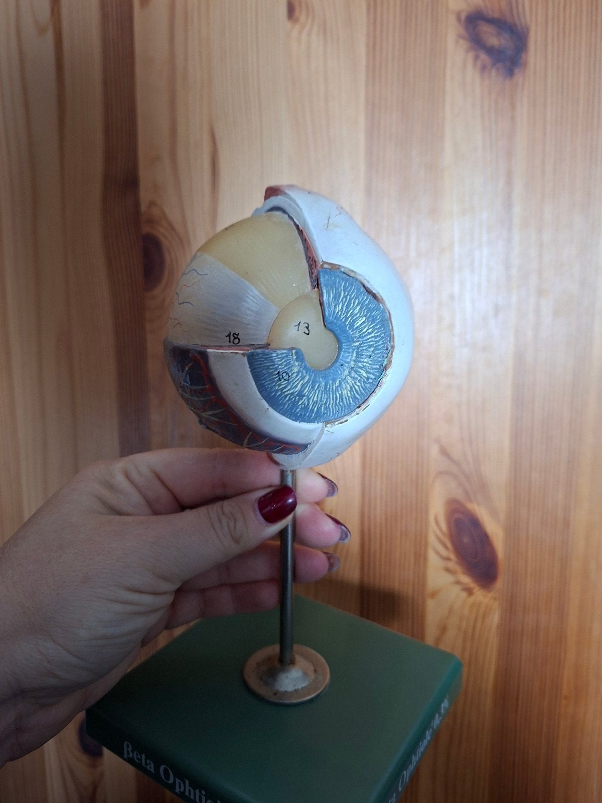 Vintage Anatomisch Oogmodel, Ophalen of Verzenden