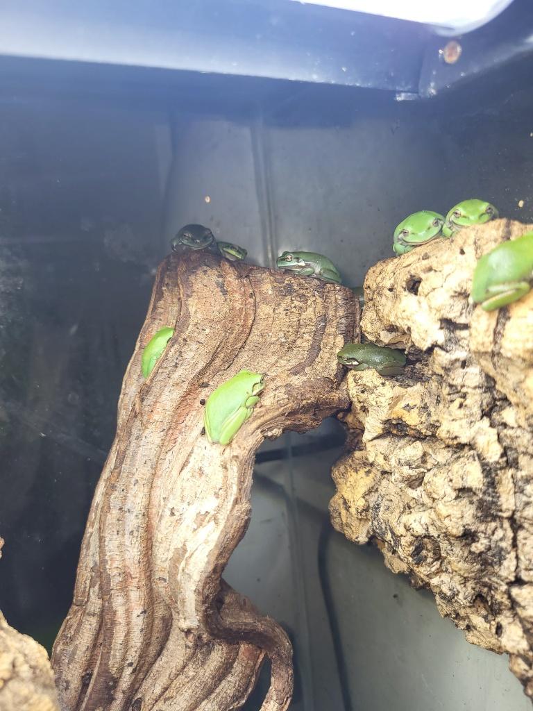Koraalteen boomkikkers uit eigen nakweek, Dieren en Toebehoren, Reptielen en Amfibieën, Overige soorten, 0 tot 2 jaar