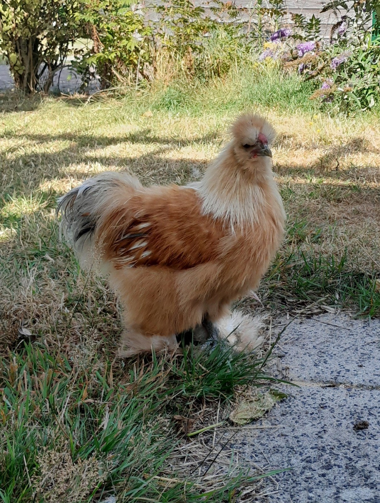 zijdehoen haantje van dit jaar, blond, Dieren en Toebehoren, Mannelijk, Kip