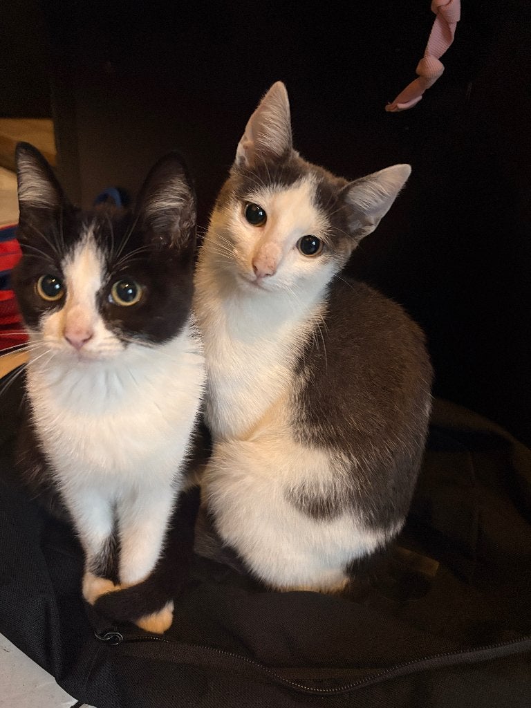 Kittens/ pubers, Meerdere dieren, Ontwormd, 0 tot 2 jaar