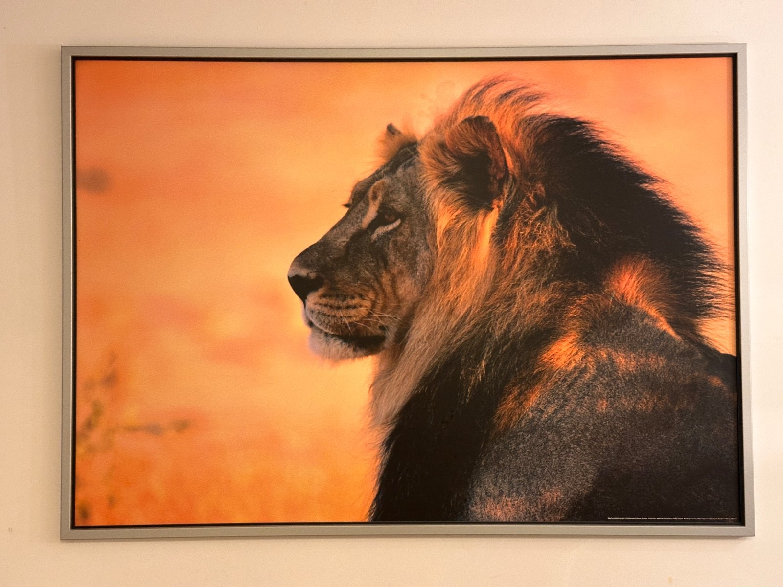 Indrukwekkende Leeuwenfoto - Canvas met Frame, Ophalen, 125 cm of meer, Zo goed als nieuw, Foto of Poster