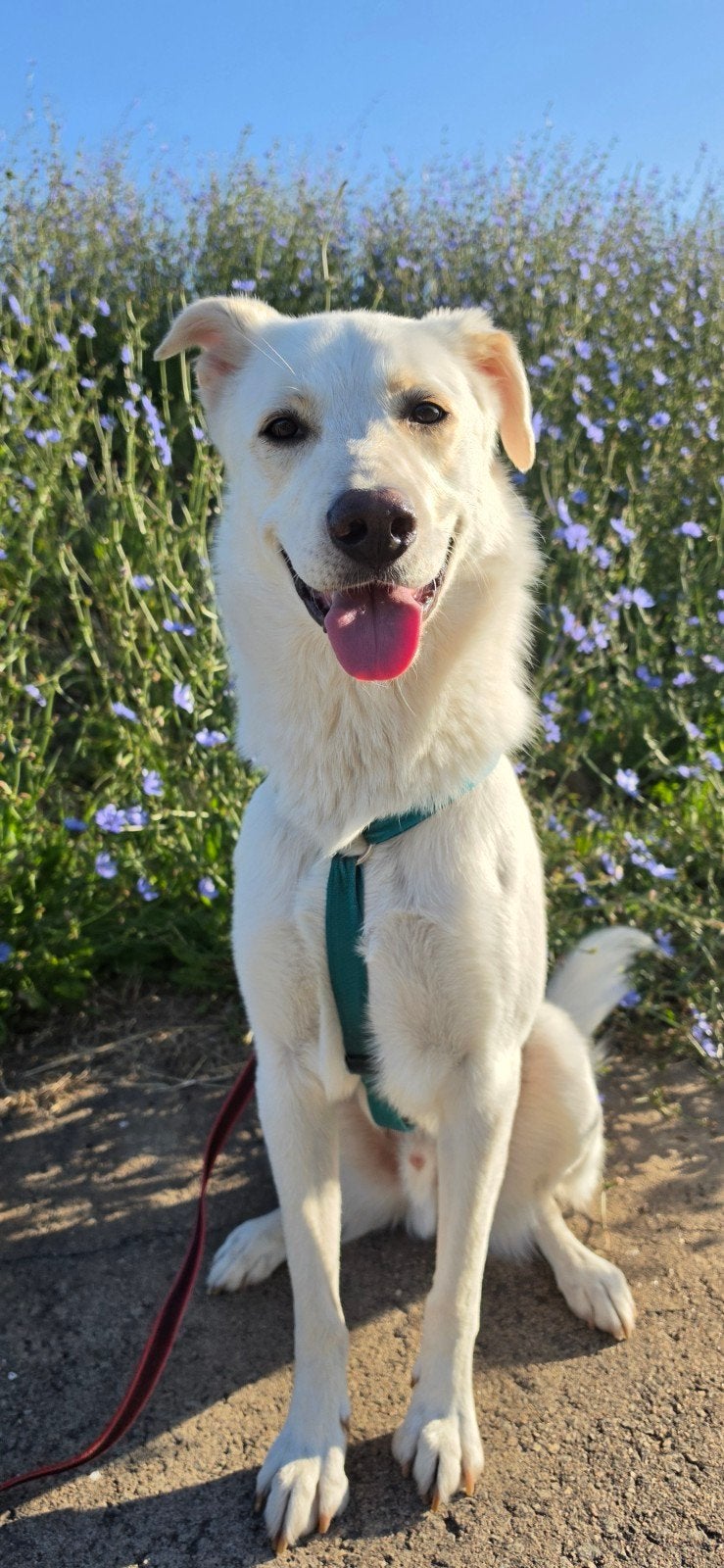 Knappe vrolijke  witte herder kruising, Parvo, Particulier, Reu, 1 tot 2 jaar