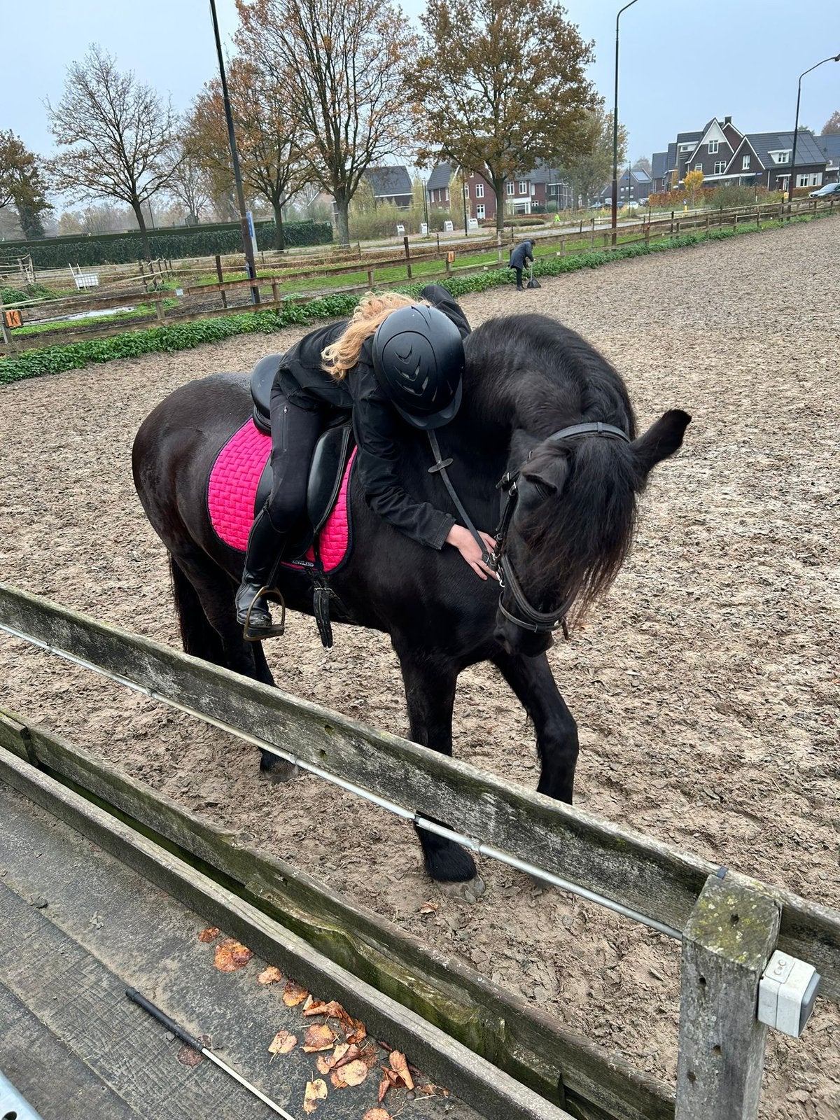 Gezocht verzorgpony / verzorgpaard, Ophalen of Verzenden, Recreatie