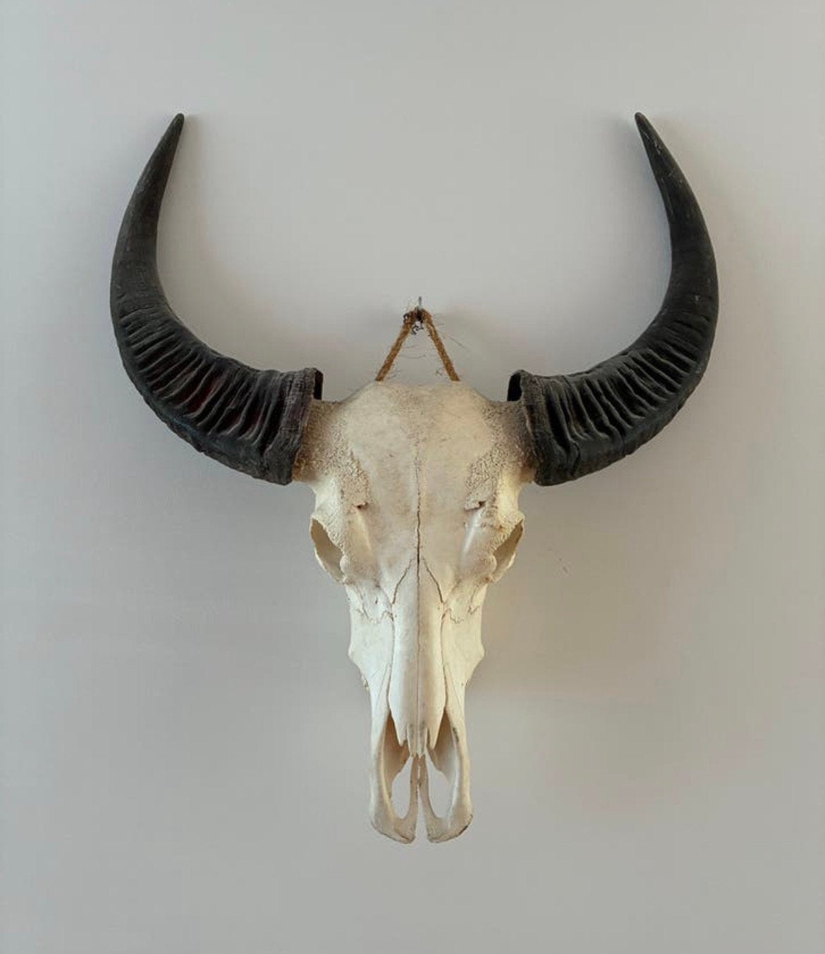 Skull buffel, dierenschedel, Ophalen, Gebruikt, Wild dier, Schedel