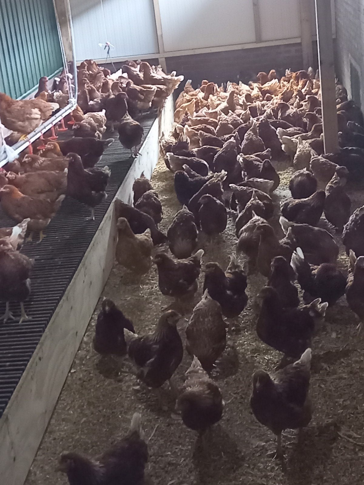 Leghennen/legkippen, Dieren en Toebehoren, Vrouwelijk, Kip