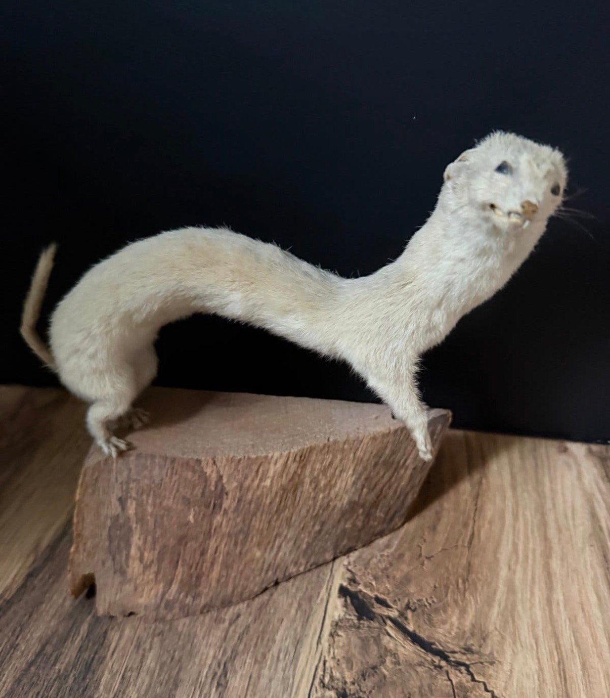 Opgezette hermelijn, Verzamelen, Dierenverzamelingen, Ophalen of Verzenden, Zo goed als nieuw, Wild dier, Opgezet dier