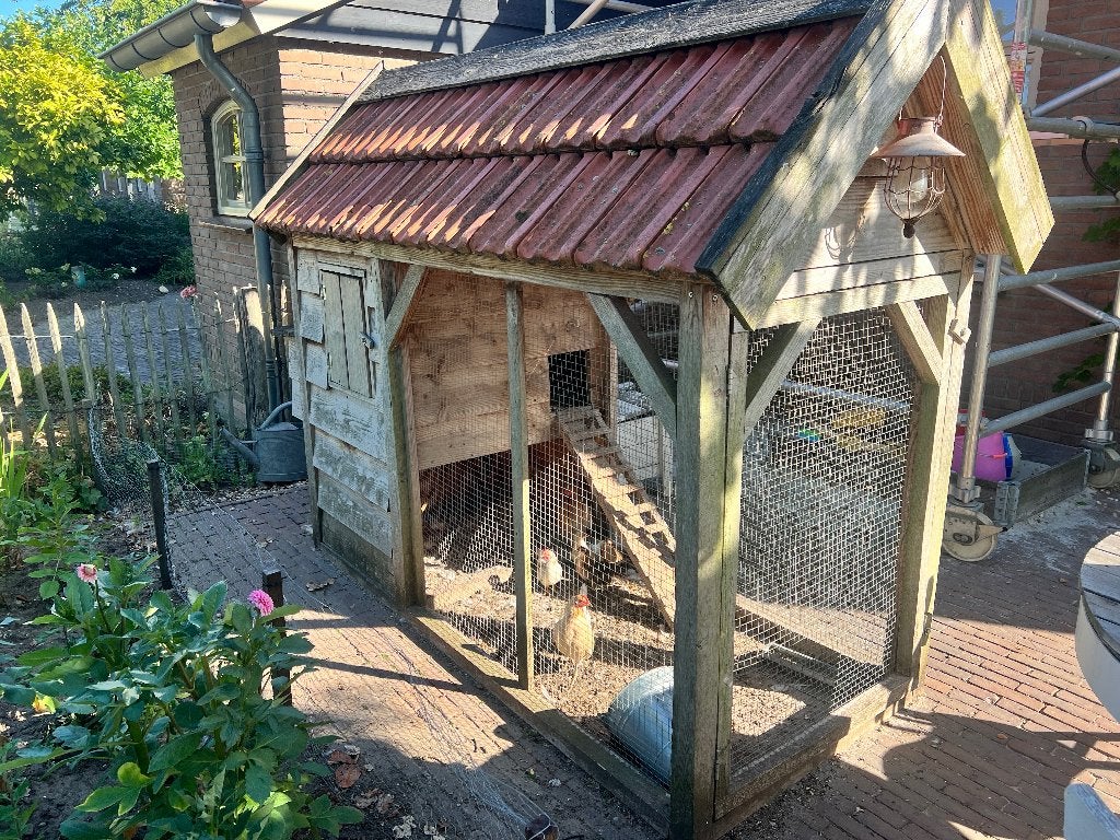 Kippenhok inclusief kippen en haantje, Dieren en Toebehoren, Pluimvee, Meerdere dieren, Kip