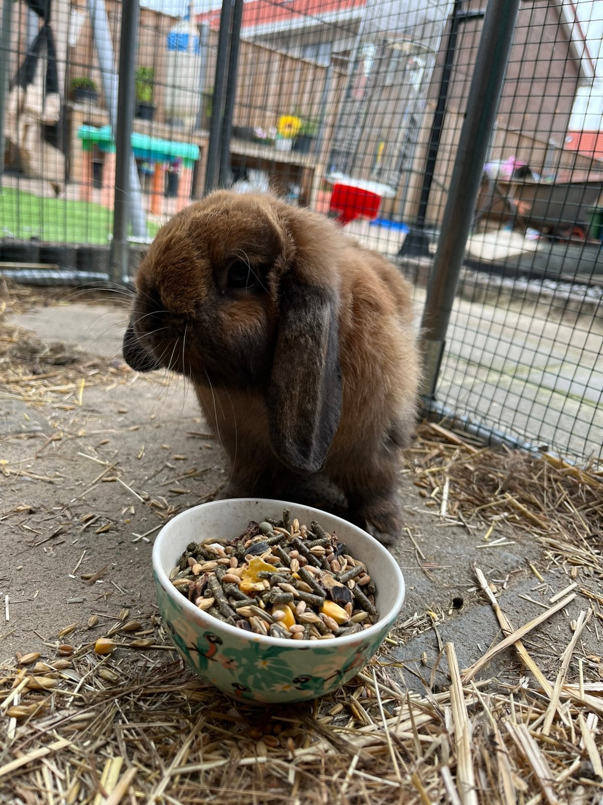 Ram te koop, Dieren en Toebehoren, Konijnen, Mannelijk, Dwerg, Hangoor