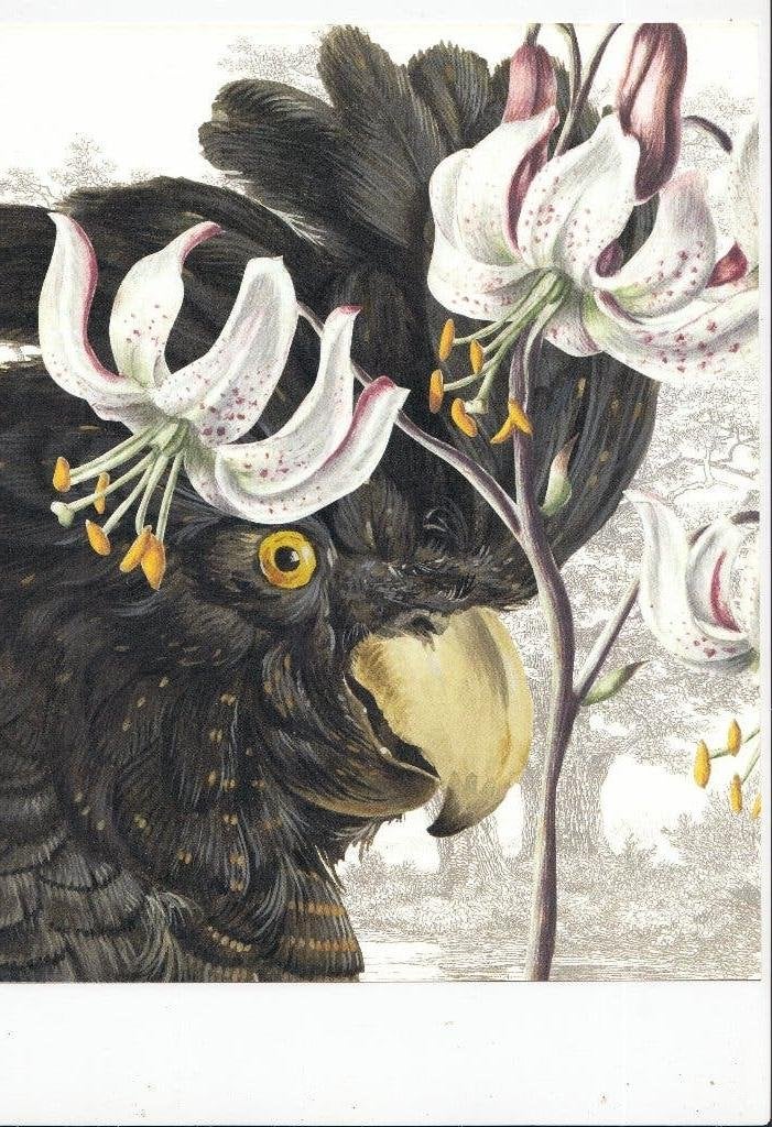 Kakatoe offset print, Ophalen of Verzenden
