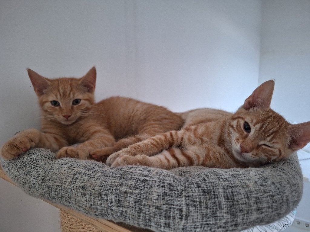2 Mooie en Lieve Kittens, Kater, Kortharig, 0 tot 2 jaar