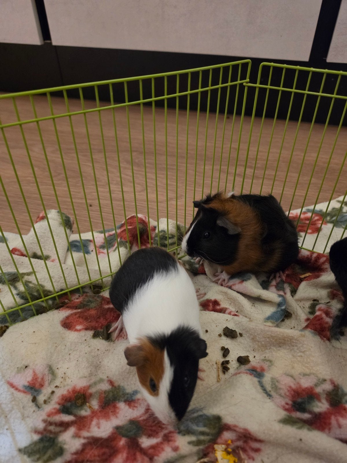 2 jonge lieve tamme zeugjes, Dieren en Toebehoren, Knaagdieren, Cavia, Juli, Vrouwelijk, Tam