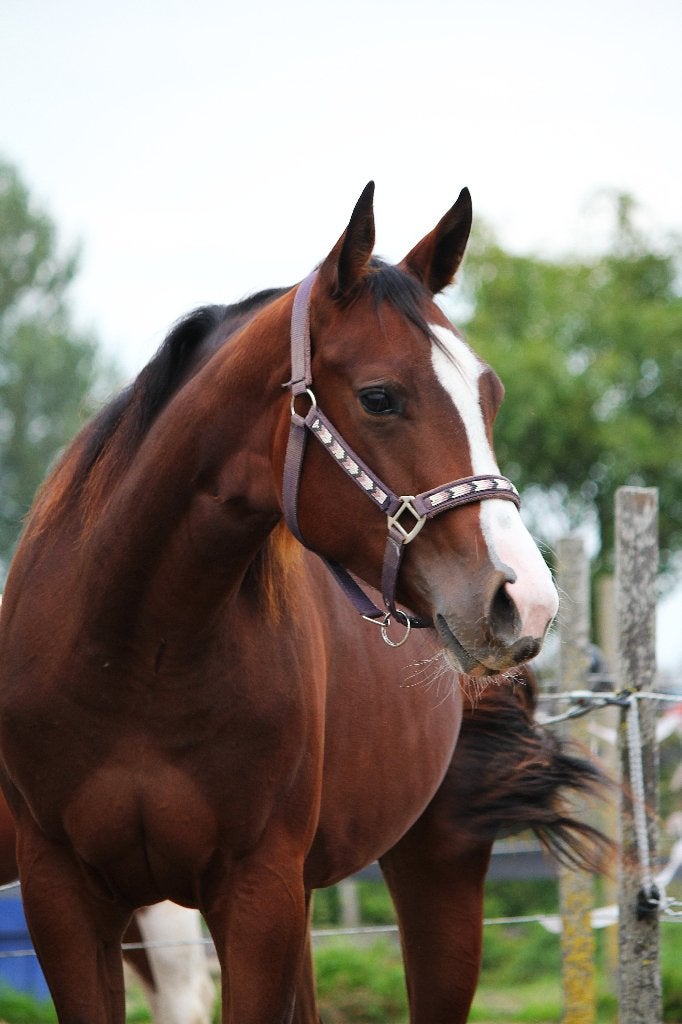 Paint(APHA) Quarter horses(AQHA), pleasure/allround, Dieren en Toebehoren, Minder dan 160 cm, Met stamboom, Niet van toepassing