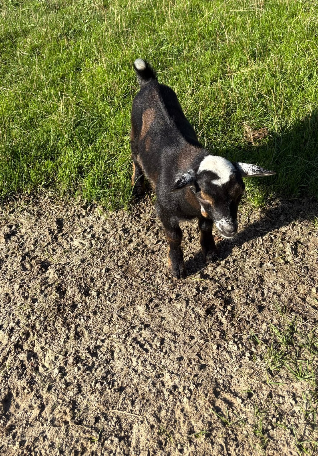 Prachtig jong mak dwerg bokje bok met maanvlekken maanvlek, Dieren en Toebehoren, Mannelijk, Geit, 0 tot 2 jaar