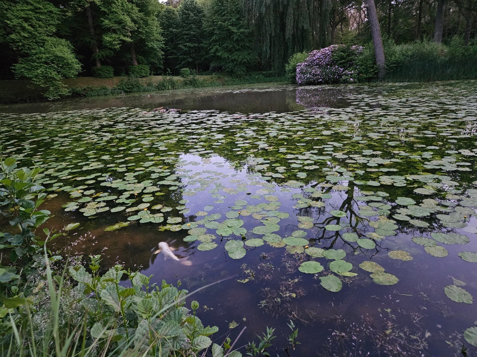 Gezocht: grote JAPANSE KOIKARPERS voor natuurvijver, Dieren en Toebehoren, Vissen | Vijvervissen, Karper of Koi