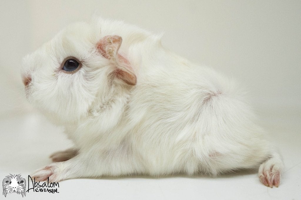 Witte (donkere ogen) peruvian cavia, Dieren en Toebehoren, Cavia, Mannelijk, Juli, Tam