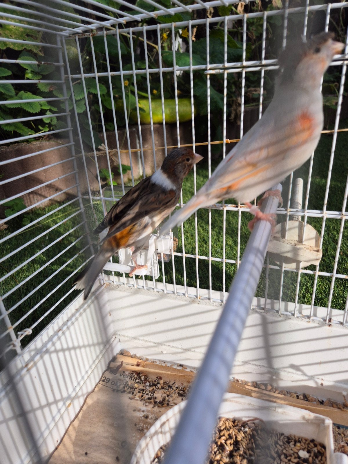 Harlekijn kanarie koppel, Meerdere dieren