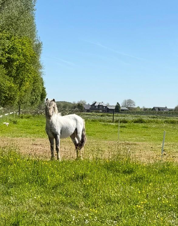 Prachtige 2-jarige few spot hengst 112cm met topafstamming, Dieren en Toebehoren, Hengst