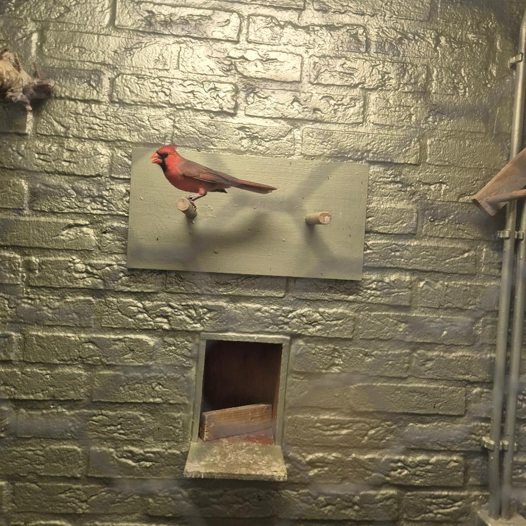 Rode kardinalen, Meerdere dieren, Tropenvogel, Geringd