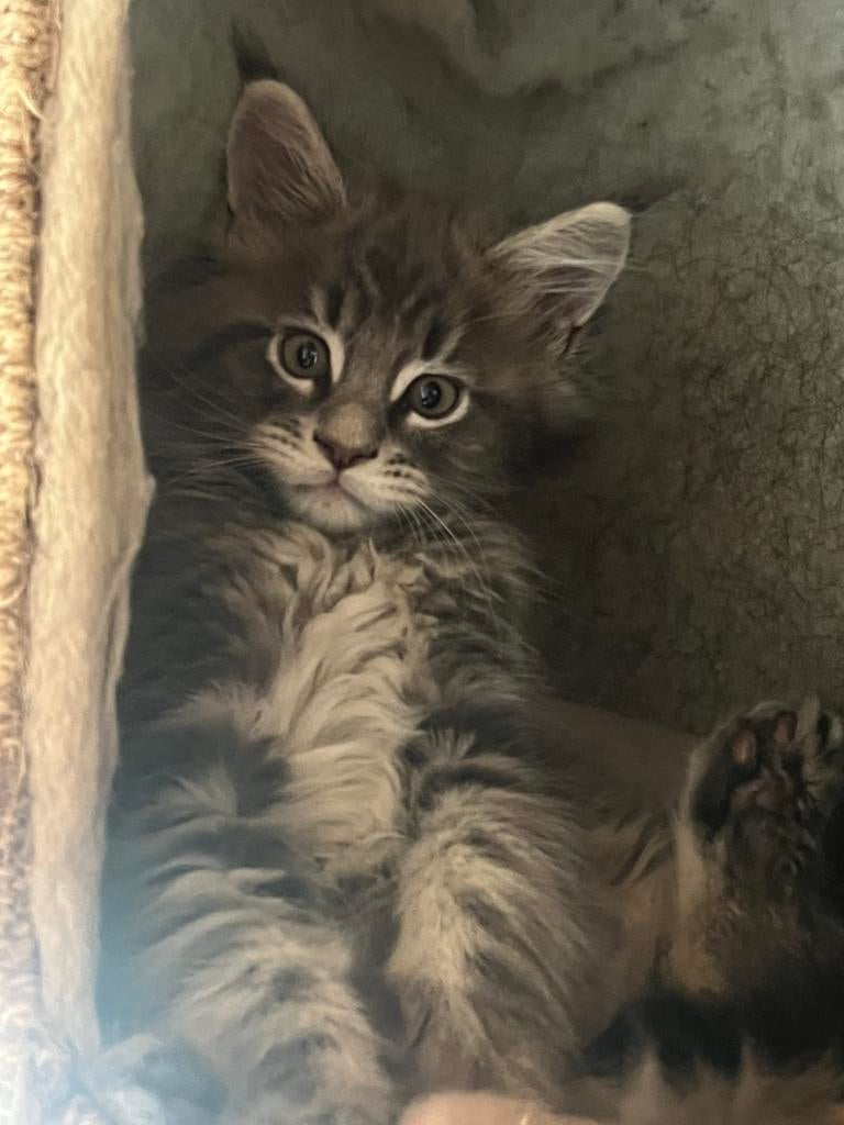 Mooie maine coon kittens, Kater