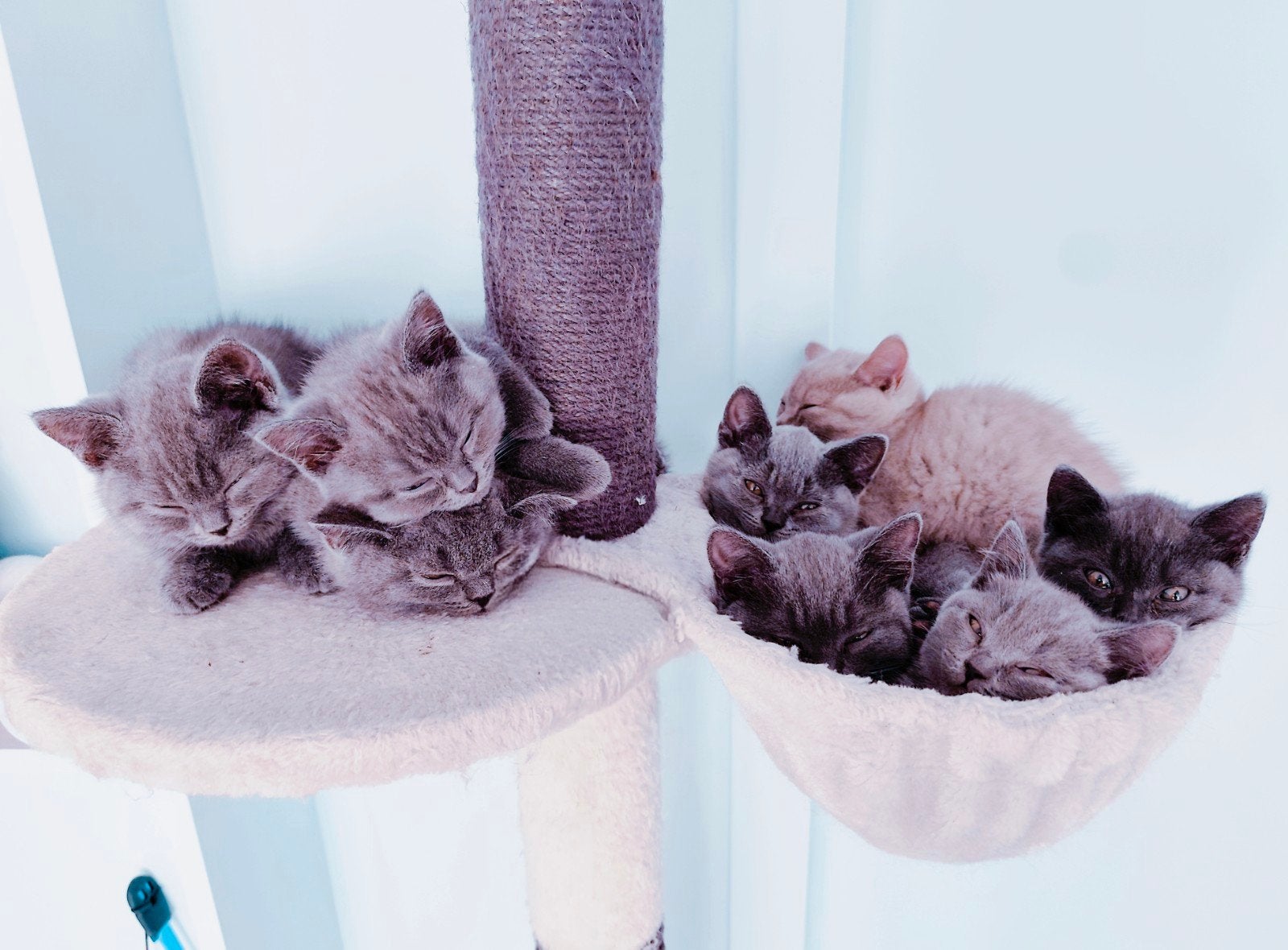 Britse Korthaar Kittens, Dieren en Toebehoren, Meerdere dieren, Ontwormd, 0 tot 2 jaar