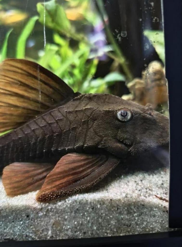 L137 Blue Eyes Red Fin Pleco (Hypostomus soniae), Dieren en Toebehoren, Vissen | Aquariumvissen, Vis