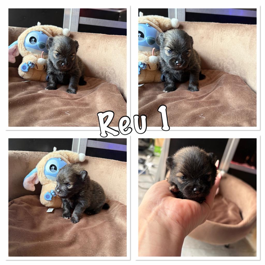 Pomeranian pups, Reu, 8 tot 15 weken, Parvo, Meerdere