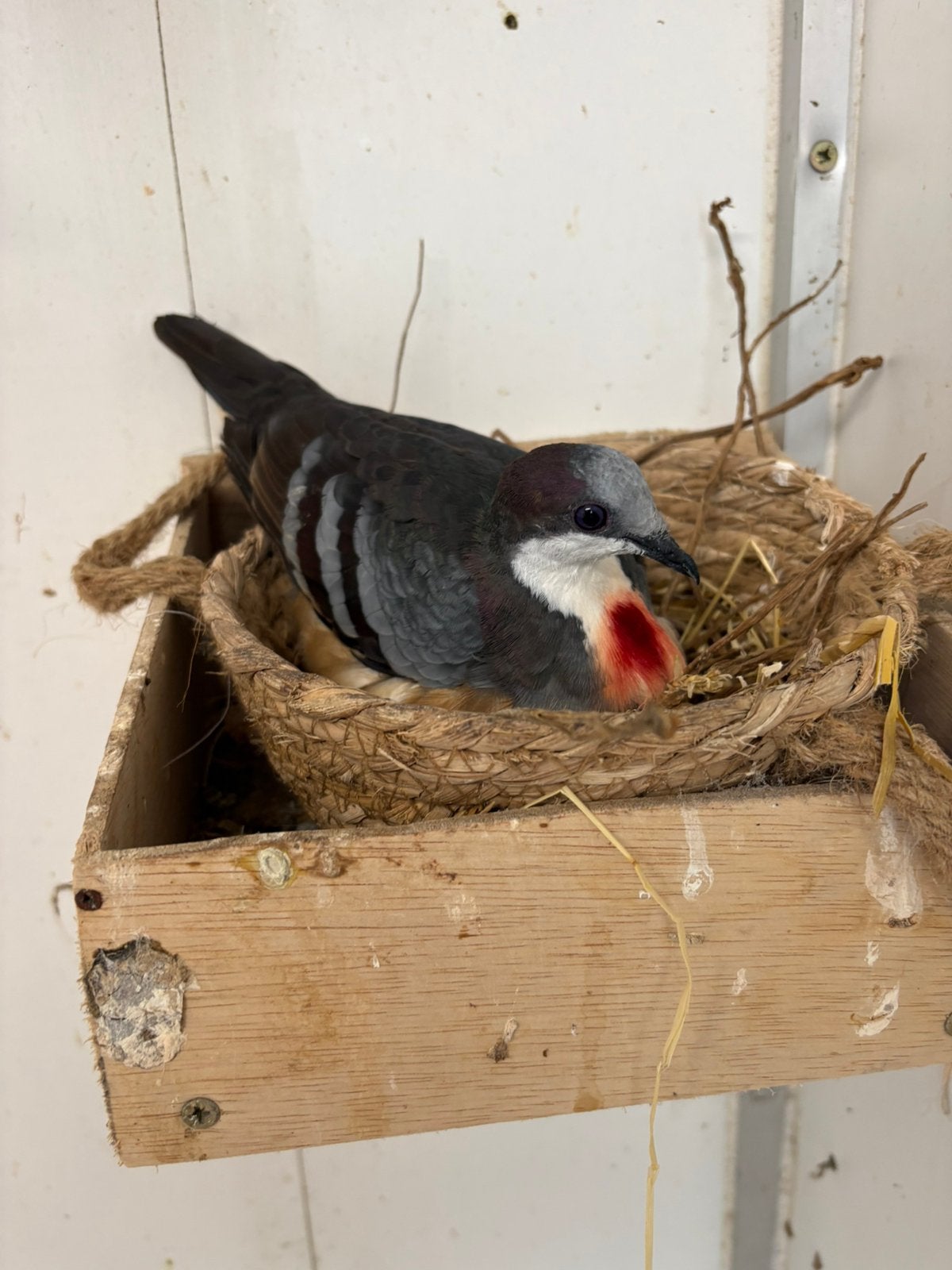 4-0 dolksteekduif 26 met dna, Dieren en Toebehoren, Mannelijk, Tropenvogel, Geringd