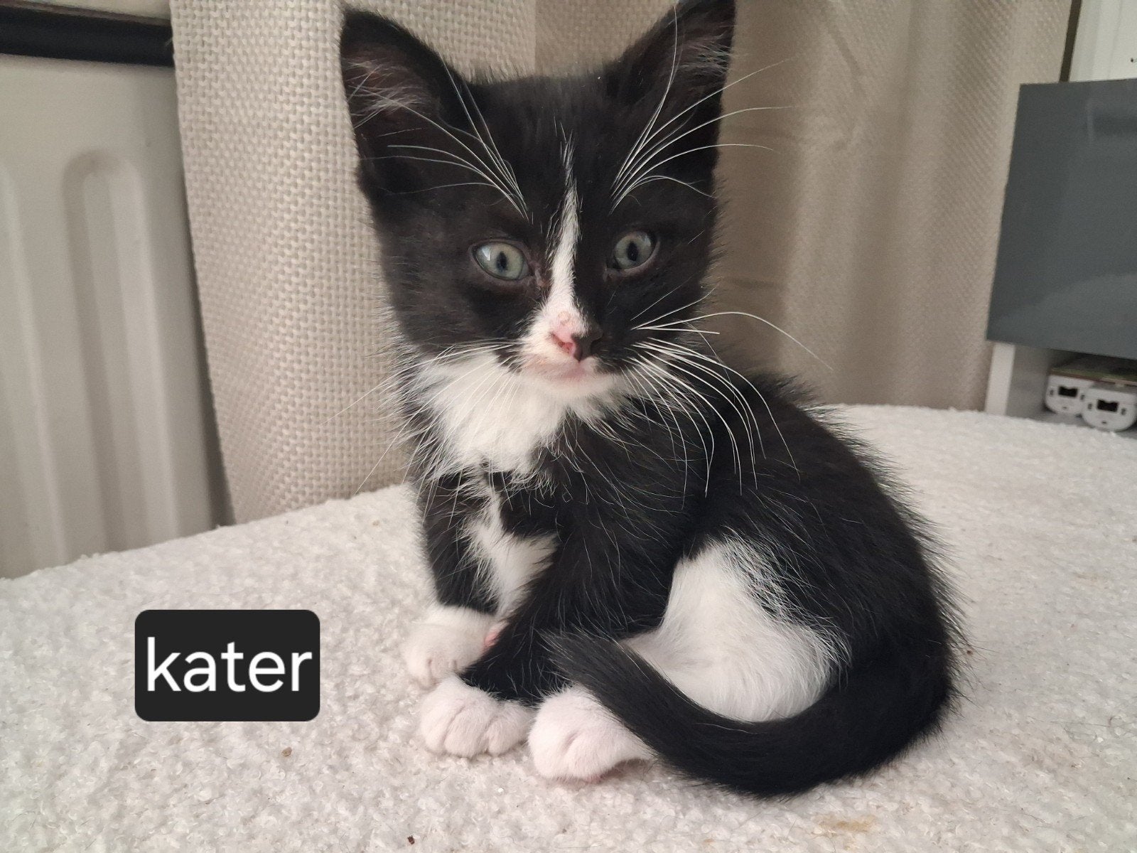 Lieve kittens 💙💙, Meerdere dieren, Kortharig, 0 tot 2 jaar