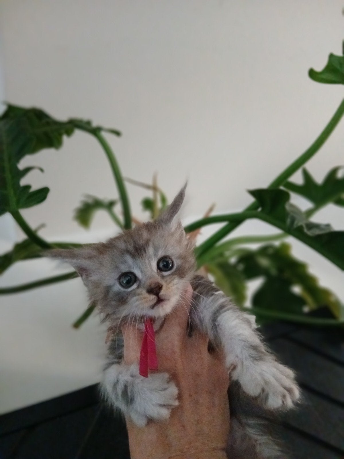 Maine coon kittens met stamboom, Meerdere dieren, Met stamboom, 0 tot 2 jaar