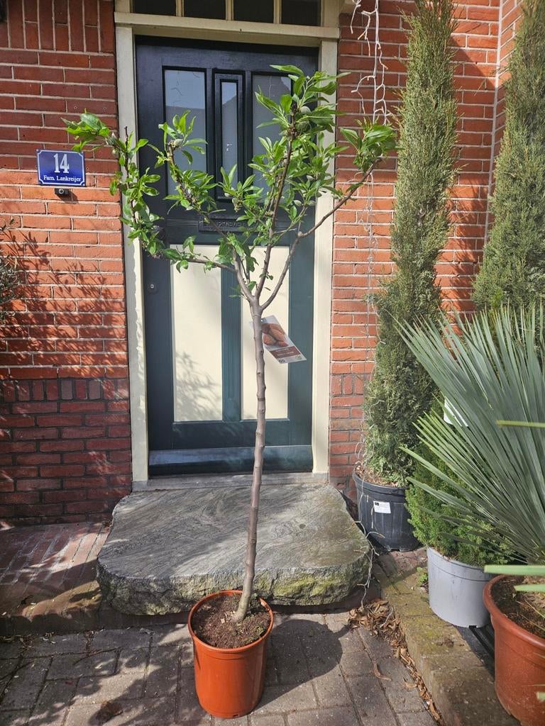 Amandelboompjes 170cm hoog vol met amandelen