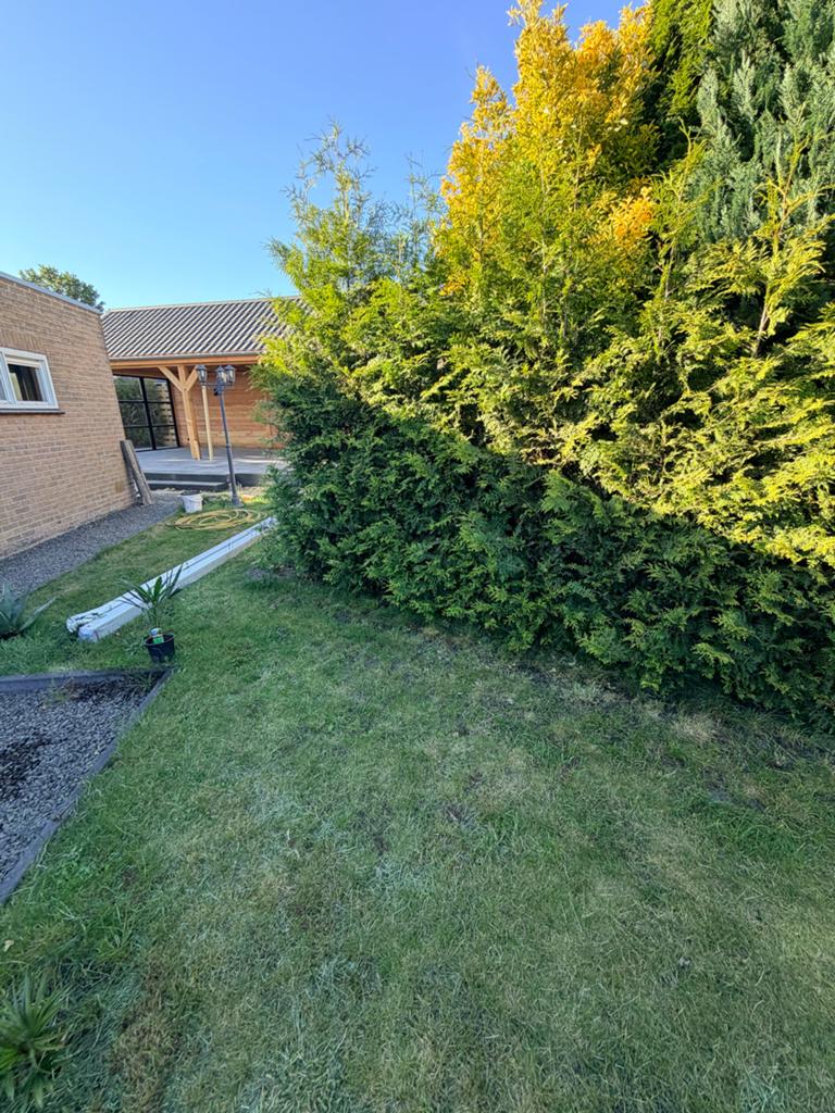 +/- 23 jonge coniferen .ongeveer 2,5 jaar oud., Tuin en Terras, Planten | Bomen, Bloeit niet, Overige soorten, 100 tot 250 cm
