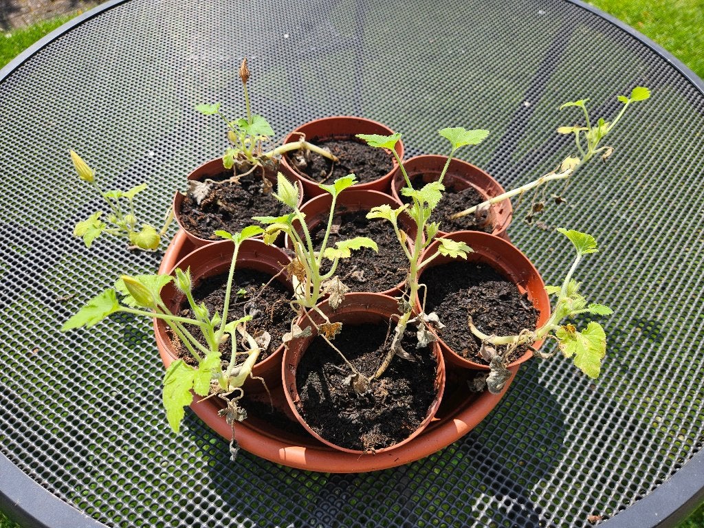 Pompoen plantjes, Tuin en Terras, Planten | Tuinplanten, Ophalen, Eenjarig, Groenteplanten, Volle zon