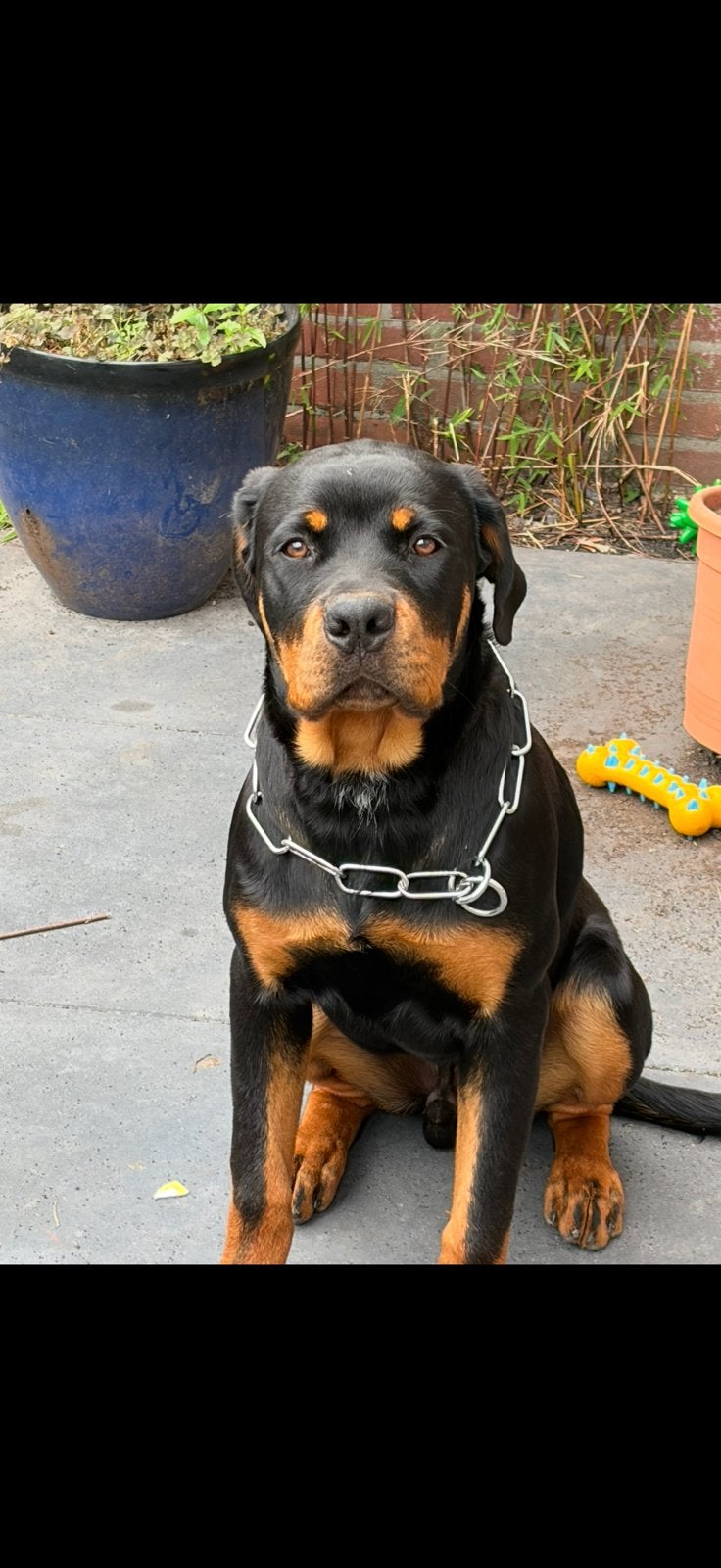 Rottweiler reu 7mnd oud, 15 weken tot 1 jaar, Reu, Parvo, Eén hond