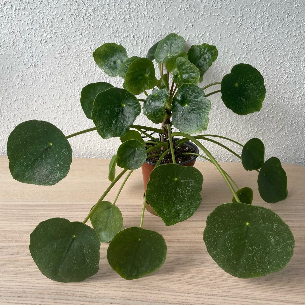 Pilea ‘Sugar’ stekje, Ophalen, Overige soorten, Halfschaduw, In pot