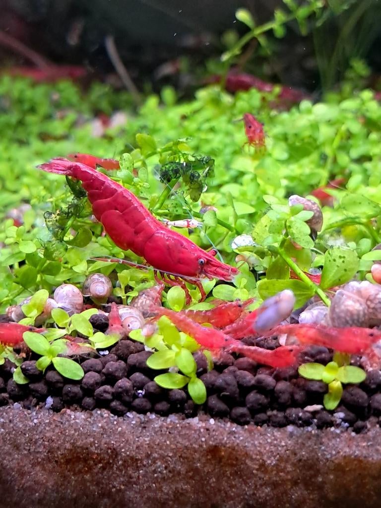 Neocaridina Davidi Sakura Red - Garnaal, Kreeft, Krab of Garnaal