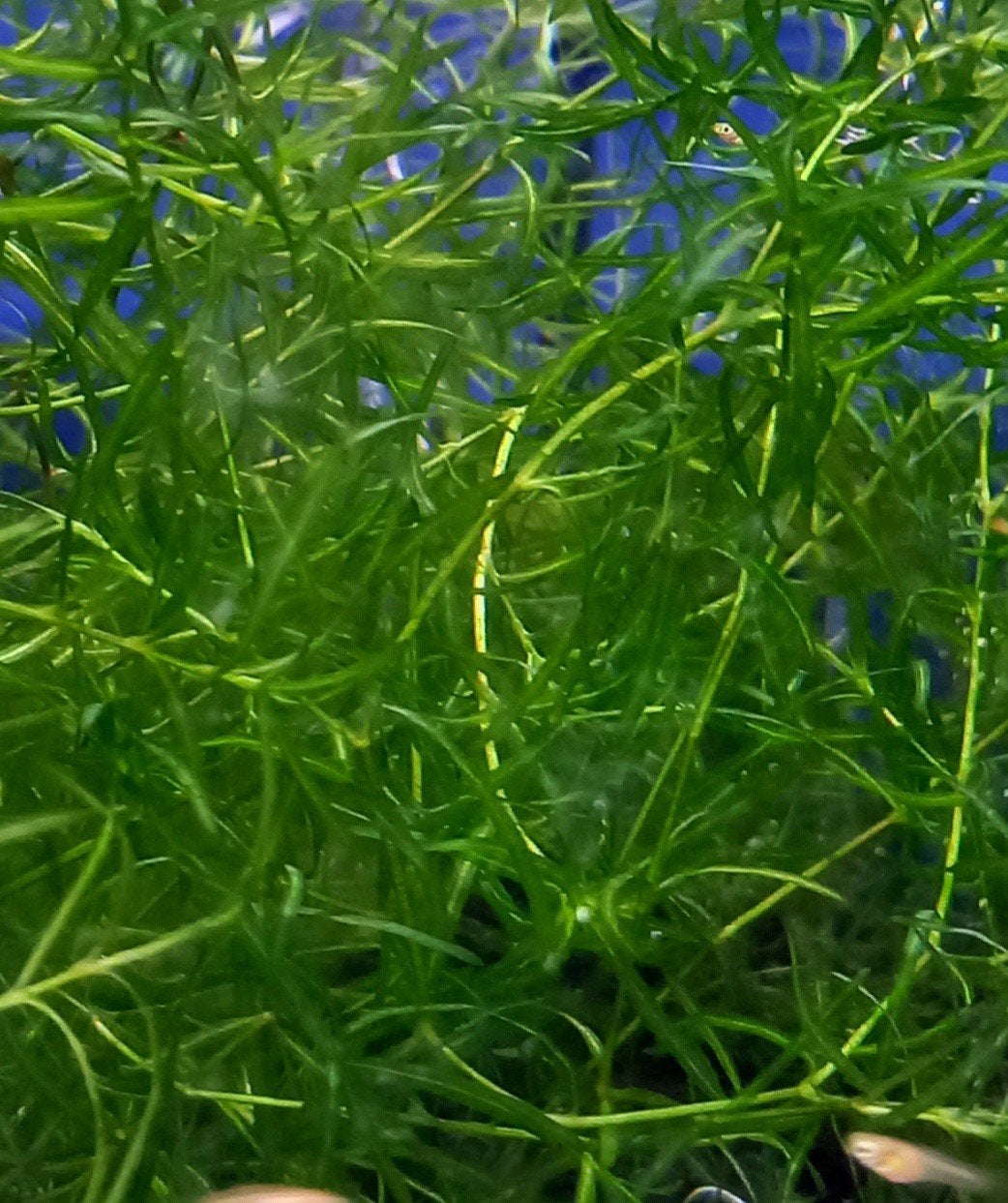 guppy gras aquarium plant, Ophalen of Verzenden, Nieuw, Plant(en), Steen of Hout
