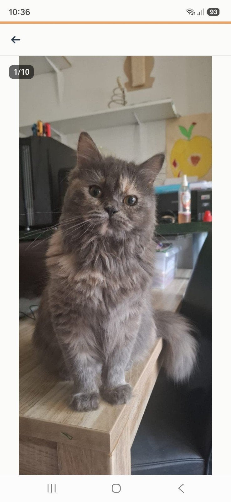 Prachtige langharige poes, Dieren en Toebehoren, Katten en Kittens | Raskatten | Langhaar, Poes, Gechipt, 0 tot 2 jaar