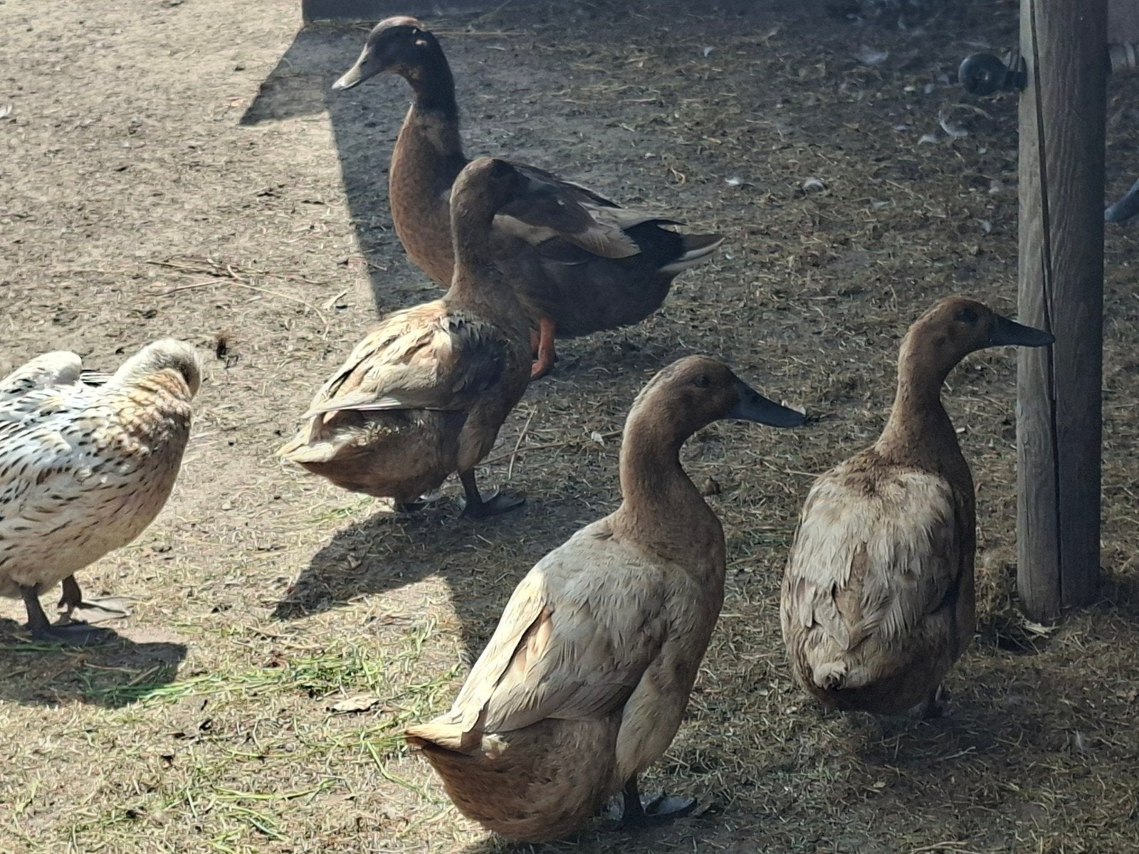 6 vrouwtjes  eenden en 1 mannetje kacki campbell, Meerdere dieren, Eend