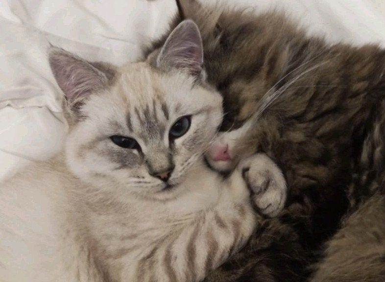 Britse, Ragdoll kitten, Dieren en Toebehoren, Katten en Kittens | Raskatten | Langhaar, Kater, Ontwormd, 0 tot 2 jaar